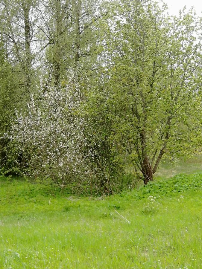 Villa Lind B&B Ingatorp Eksteriør bilde